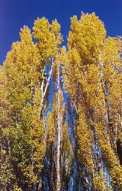 poplars by Lake Ginninderra
