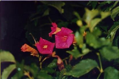 flowers in Emu Ridge