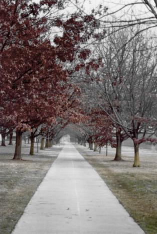 winter by Lake Burley Griffin