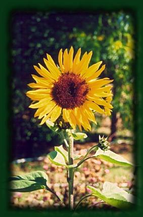 sunflower at Magra