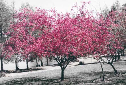 blossom by Lake Ginninderra